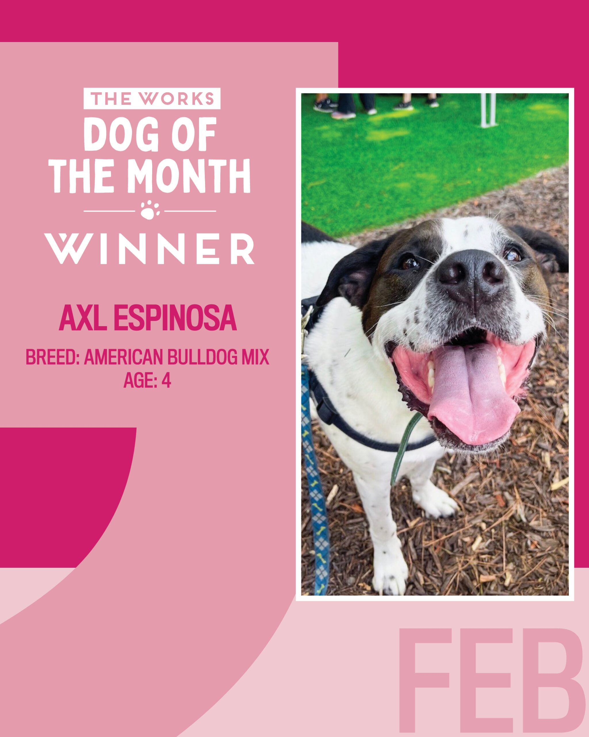 February 2026 Dog of the Month Winner