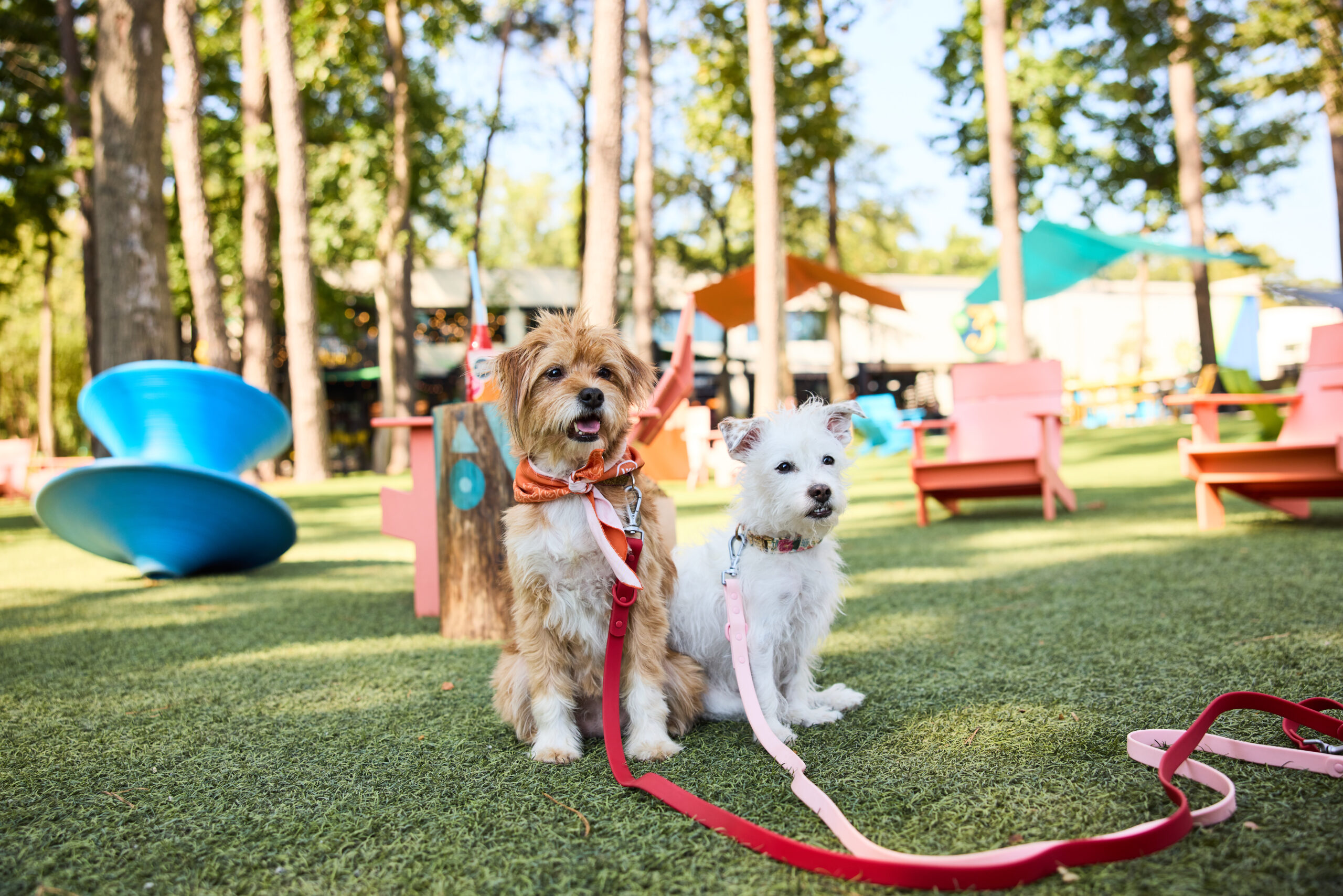 dogs in the camp